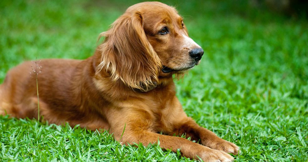 Köpekler İçin En İyi 10 Ödül Maması