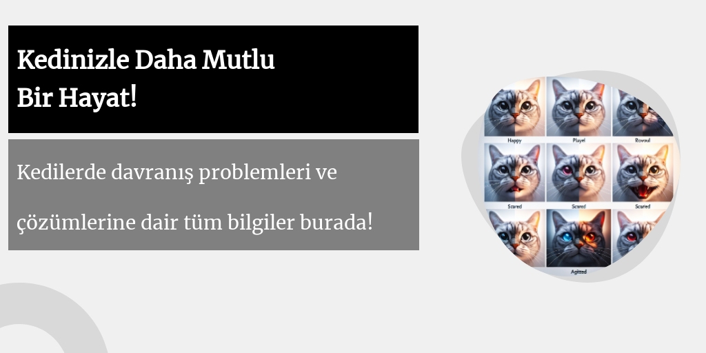 Kedilerde-Davranış-Problemleri-ve-Çözümleri.jpg