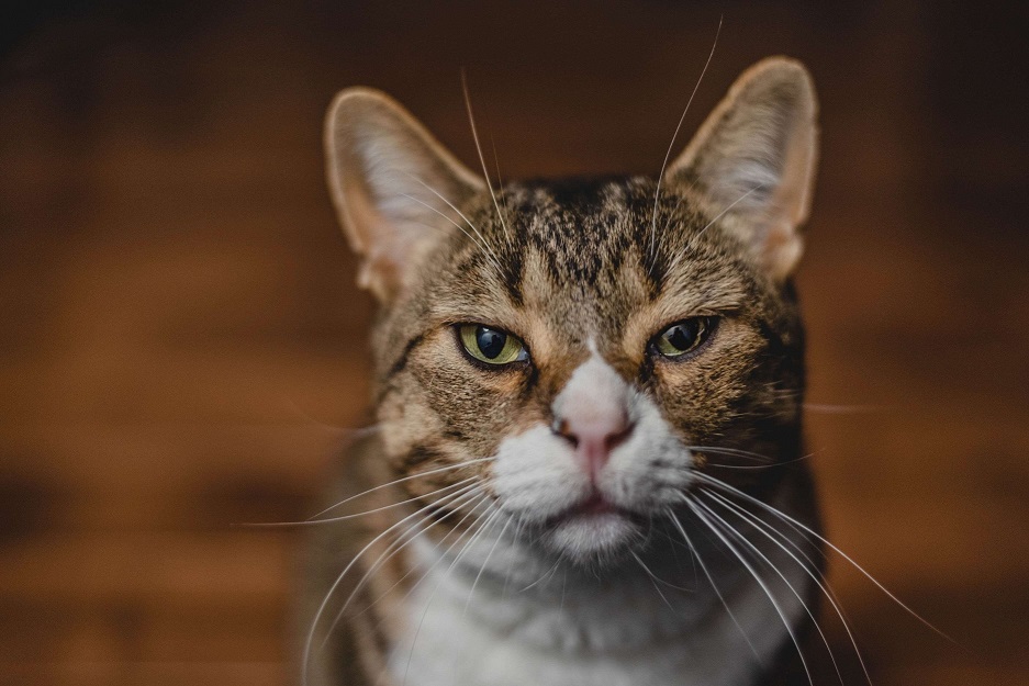 Blog Yaşlı Kedi Bakımı Hakkında Bilmeniz Gerekenler