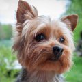 yorkshire Terrier bakımı ve özellikleri